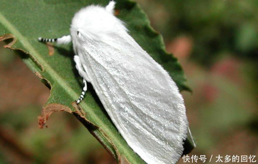 美国这一物种入侵中国,毁灭28万亩树木,出动450架飞机防御 电子游艺棋牌游戏中心