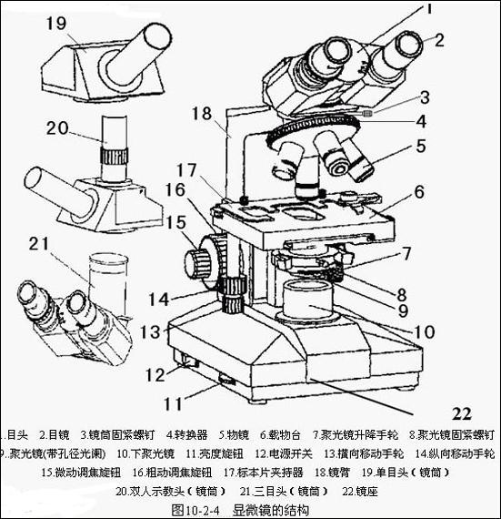 双目生物显微镜各部件的结构图