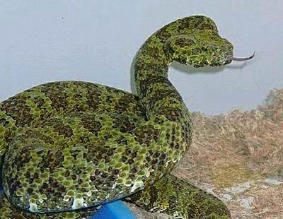 [荐] 世界上最毒的10种毒蛇,你最害怕哪一个? [转帖]