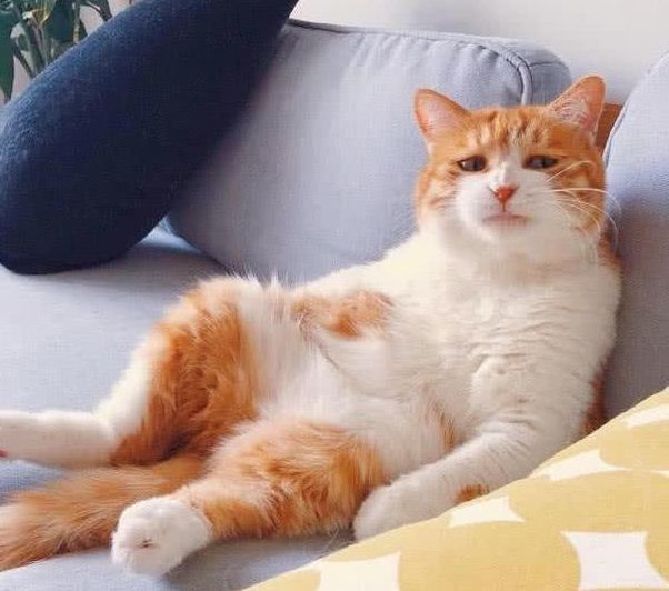 沙发加班到早上回家1,表情躺猫表情包上的橘猫主人绝了图片