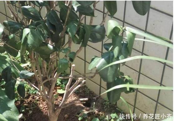 茶花移栽僵苗了,这样去救治,很快就恢复,用不了