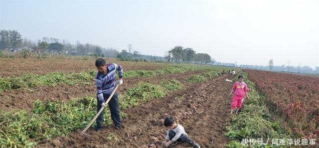 河南农民做红薯淀粉, 五斤红薯出一斤粉, 做成的