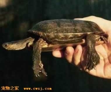 丝蚯蚓,条状饲料
