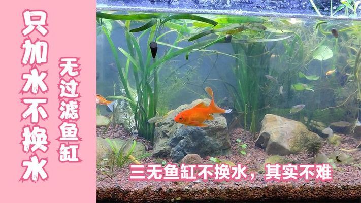 乌鲁木齐高新技术产业开发区龙门水族馆（乌鲁木齐龙门鱼宴） 全国水族馆企业名录