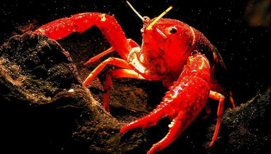 德炎水产:小龙虾千亿产值,居然拗不过淡季旺季两重天?