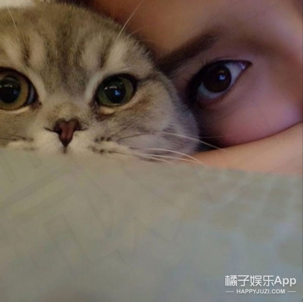 Angela喜欢猫,Angela喜欢猫 angelababy的爱宠:日常与猫秀恩爱,晓明你不急嘛?