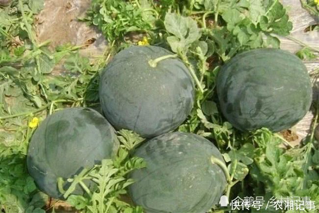 农民种植它，收益年年增多，一年创收10多万