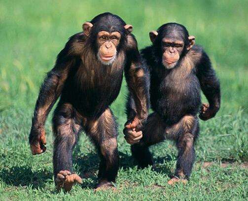 十大世界上最聪明的动物,最后一位出人意料!第