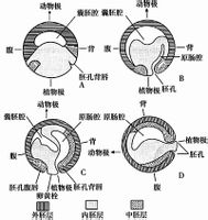 结缔组织以及皮肤的真皮,循环系统(心脏,血管和血液),排泄系统(肾,输