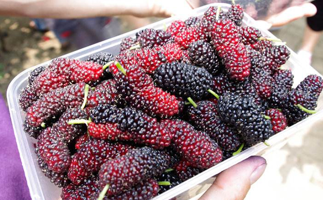 6旬农民种植20亩桑葚,每年纯收入超过30万元