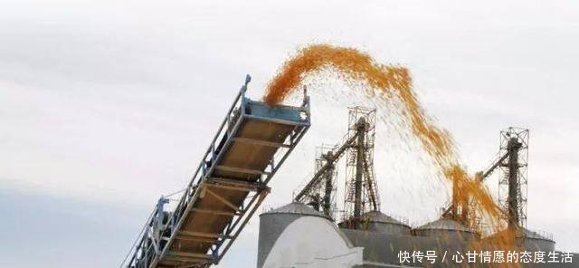 头条全国玉米最新收购价格,卖粮可参考!