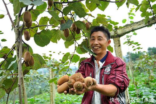 软枣猕猴桃种植技术管理,促进农村经济发展!