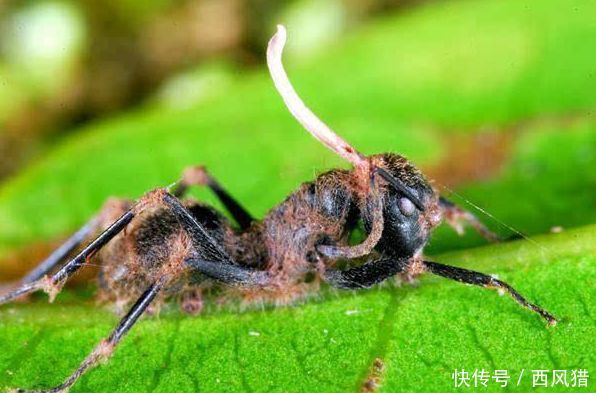 动物界的行尸走肉:僵尸蚂蚁,真菌的傀儡