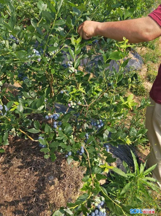 巴中通江县烟溪乡:生态产业让撂荒地长出致富果