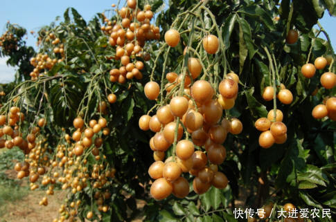 农村这种水果形似龙眼,维生素含量堪比杨梅,果皮和果核还能入药