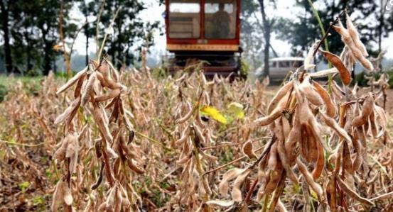 大豆转基因公司