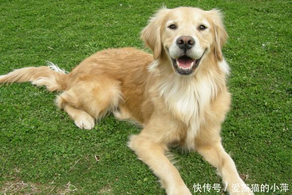 这些狗狗都有自己的独特之处,却被警察拒之门外,这又是为什么呢 xbet官网手机版