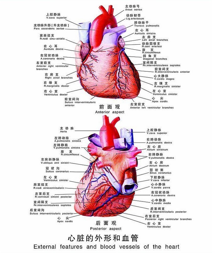 (2)右冠状动脉(3)心的静脉:心大,中,小静脉.