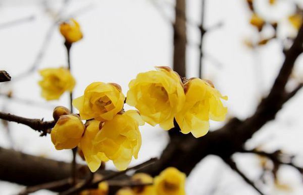 腊梅花种子什么时候可以采摘,如何播种?_360