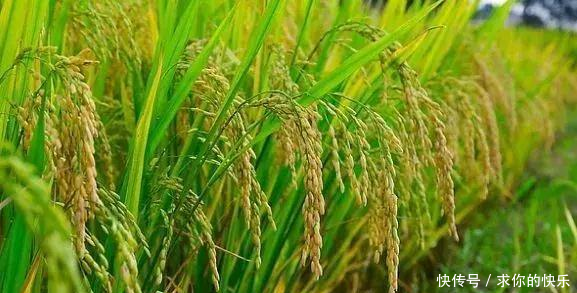 厉害了,河南这5个县市区被教育部点名,未来发展要逆天!