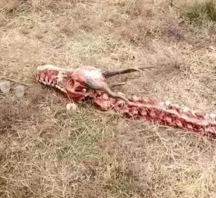 男子野外散步,突然闻到一股腥臭味,走近一看感觉异常兴奋