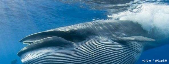 小版深海巨妖的真身, 比蓝鲸大100倍的生物, 长