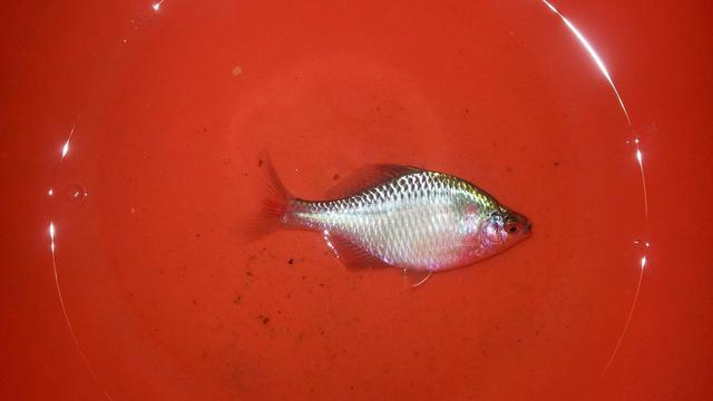 鳑鲏鱼,小时候钓鱼最怕钓到,现在身价暴涨,变成