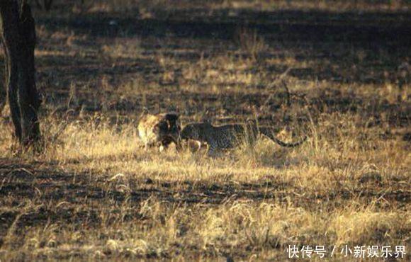 花豹为保护幼崽,直接和鬣狗正面交锋,看完才知