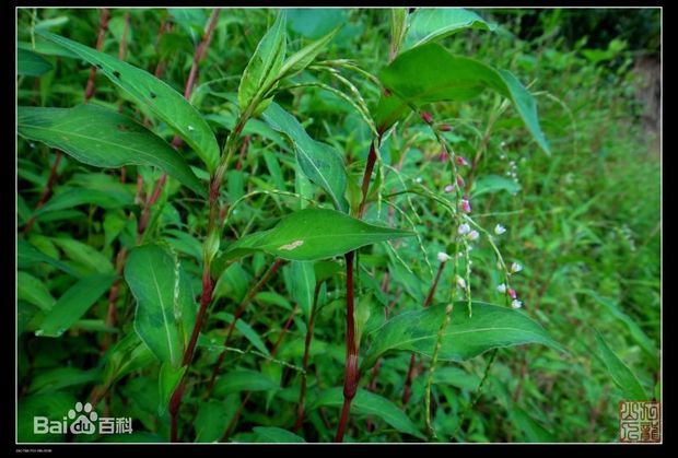 水蓼,别名水蓼,辣蓼,蔷,虞蓼,蔷蓼,蔷虞,泽蓼,辛菜,蓼芽菜,(学名