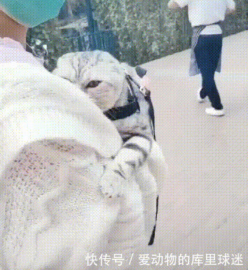 朋友假装打主人,猫咪不乐意了,直接就是一爪子:我的人你也敢打 通博游戏