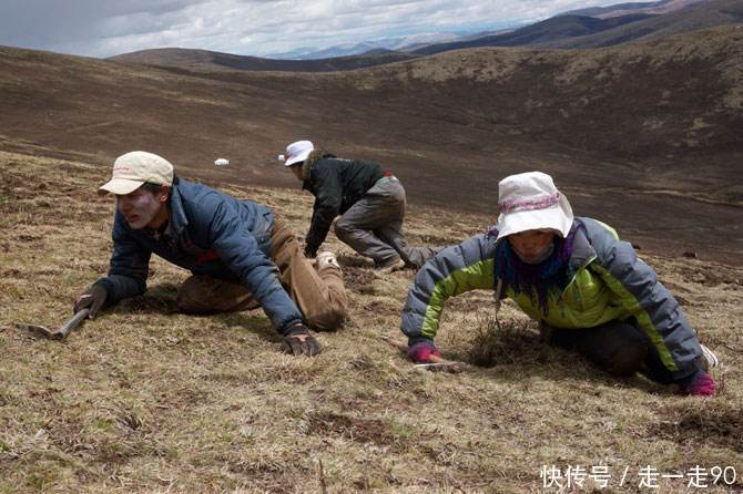 藏民挖掘冬虫的过程，5斤就能买到县城一套房