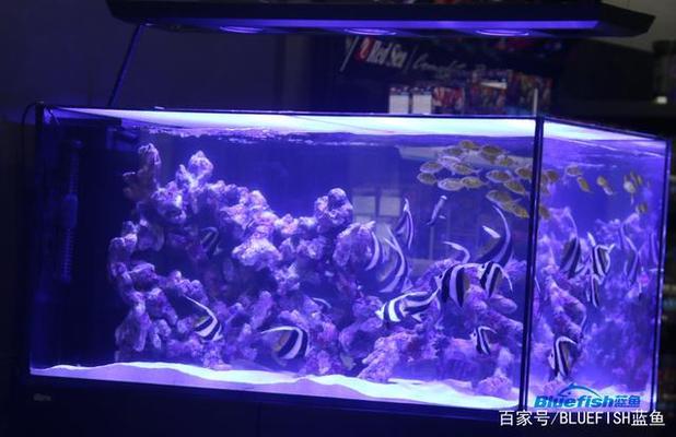 江門魚缸維護（魚缸維護電話）