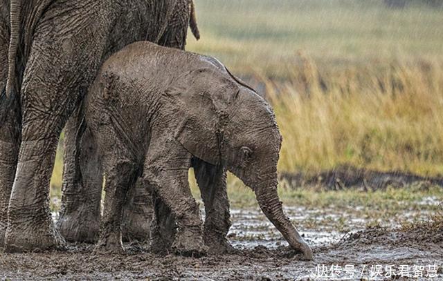 非洲小象摔倒在泥泞中,无力站起只得像母象求