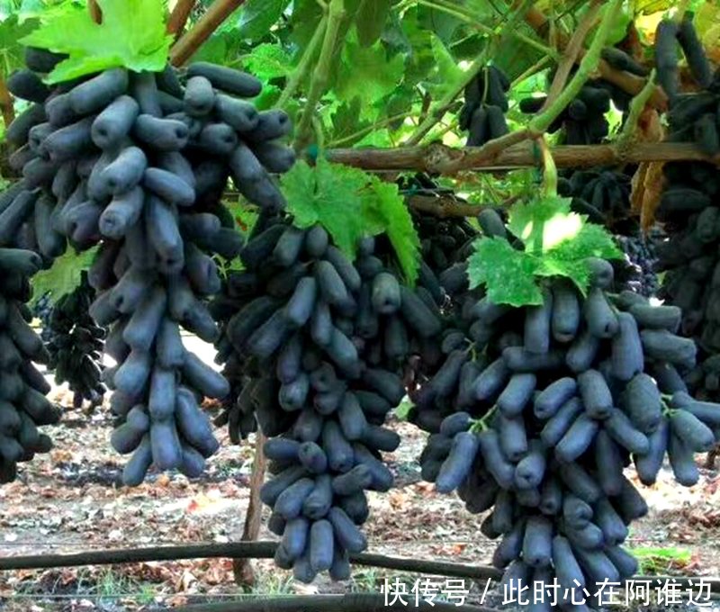 农村水果摇钱树50元一棵,亩产4000斤,一亩赚