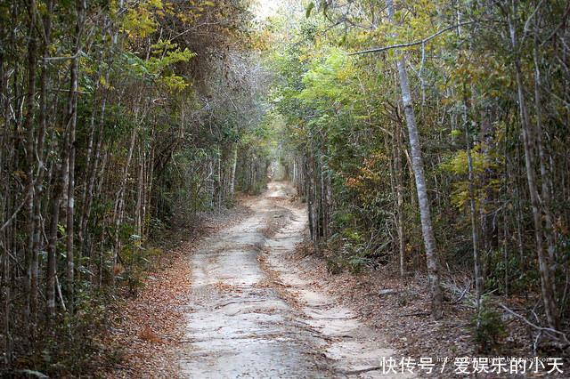 马达加斯,加狸猫,和它们的产地