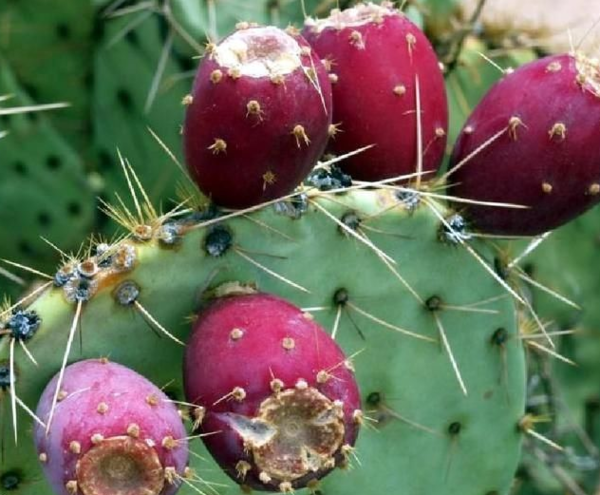 仙人掌的果子可以吃吗?_360问答