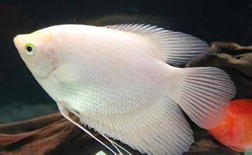 招财鱼放生河里它可以活吗_360问答