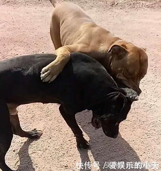 两只猛犬相互撕咬,狗主人的做法让人佩服! 亚洲通娱乐官网