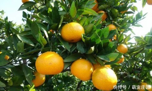 奥丰中草药制剂为何能防治柑橘沃柑溃疡病