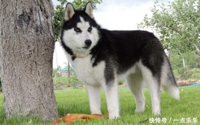 房子主人不在家,小偷被家里的狗咬死,狗的主人