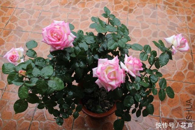 被誉为花中皇后,仙气十足,花开后美爆了朋友圈