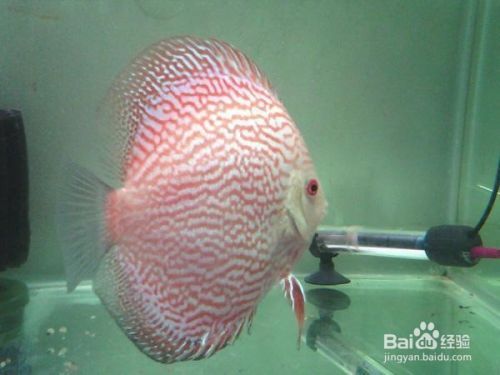 Three lake cichlids charm three lakes