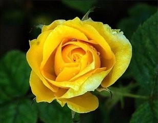 黄玫瑰和康乃馨分象征什么意义_360问答