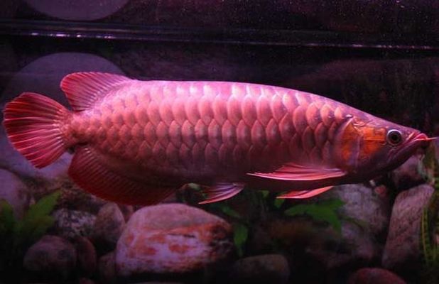 大同市礦區(qū)震宇水族館（大同礦務局水族館）