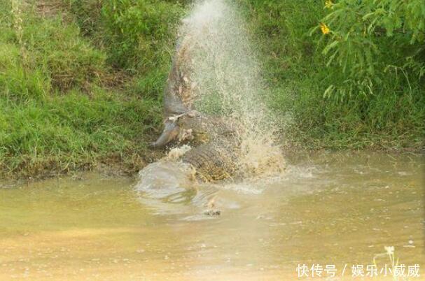 水中霸王巨鳄对岸边的小河马痛下杀手,更使出杀手锏“死亡翻滚” 澳门赌博娱乐
