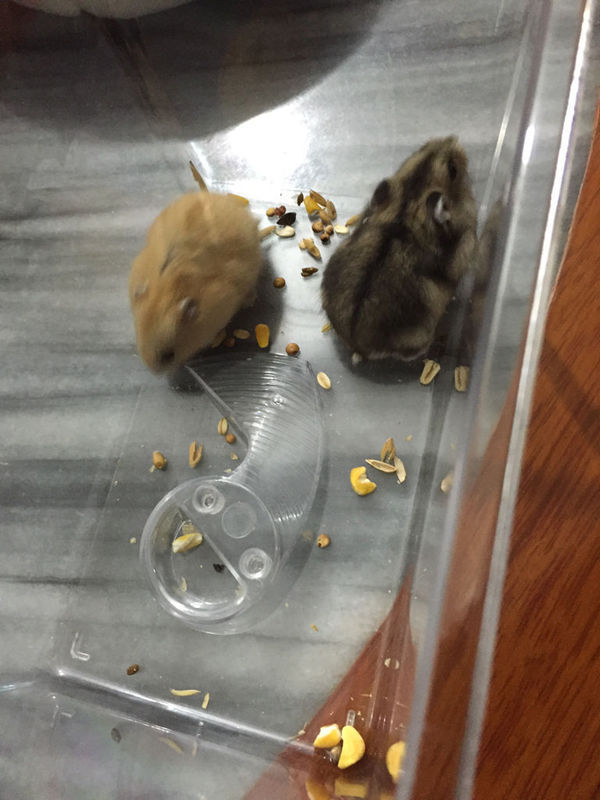 我买了两只这样的仓鼠可以养在一起吗?我刚才