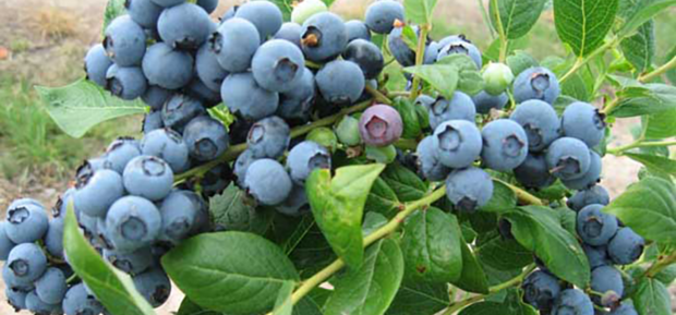 盆栽蓝莓的种植方法