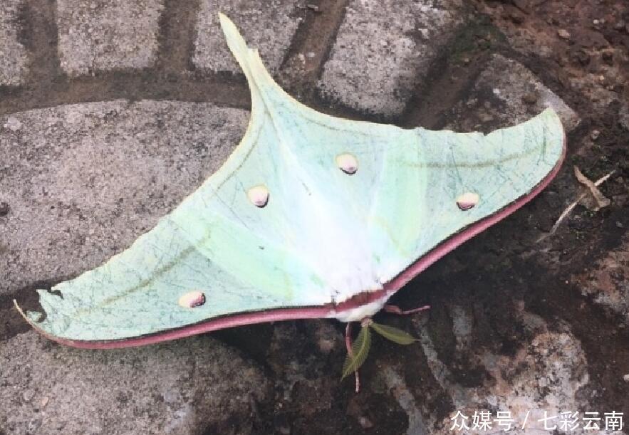 云南触角相间干净大女孩蓝红发现女生形似树漂亮不爱的蝴蝶图片
