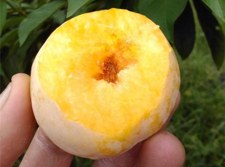 农民种植黄金水果,市场价10多块1斤,年赚50