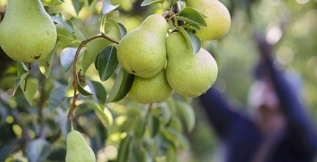 果树修剪各不同,苹果树与梨树有啥区别?